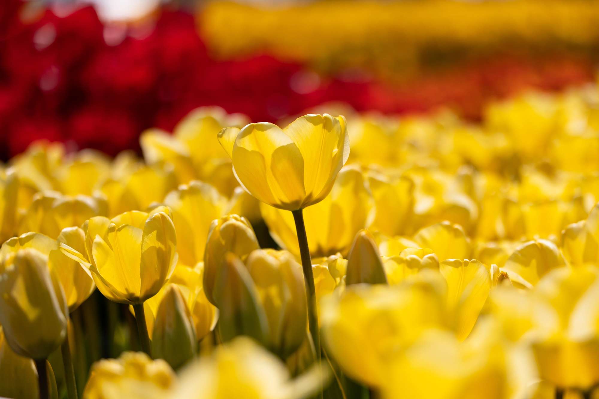 Tulpe 'Golden Apeldoorn'